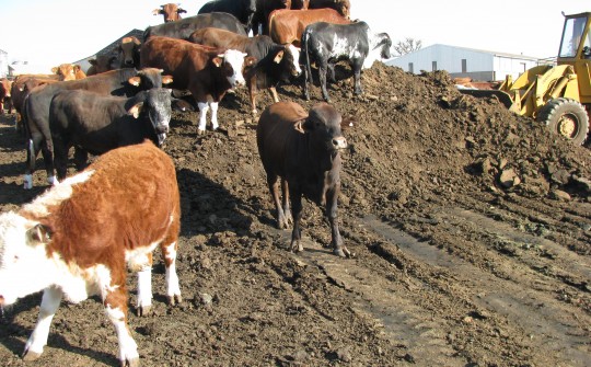 1-2 MW Biogas plant: Dundee